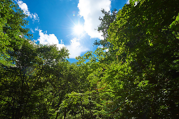 포토 JPG 주간 나무 구름 로우앵글 자연 하늘 풍경 사람없음 야외 햇빛 맑음 숲 국내포토 자연요소 식물 뷰포인트 날씨 태양 생태계 파일형식