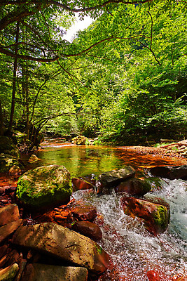 포토 JPG 주간 나무 자연 풍경 사람없음 야외 계곡 바위 숲 물흐름 국내포토 자연요소 식물 흐름 돌_바위 생태계 파일형식
