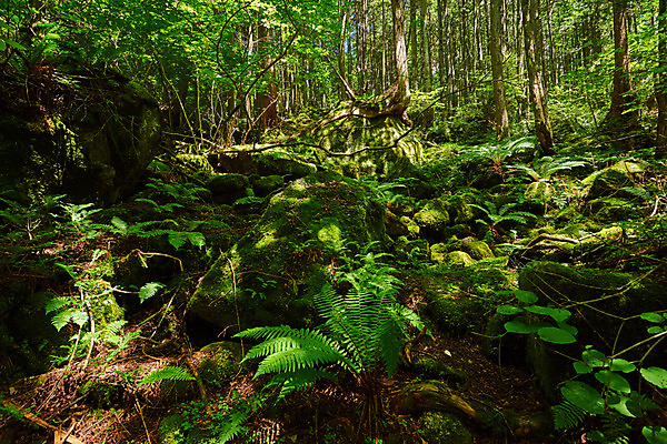 포토 JPG 주간 나무 자연 이끼 풍경 사람없음 야외 바위 숲속 숲 국내포토 자연요소 식물 돌_바위 생태계 파일형식
