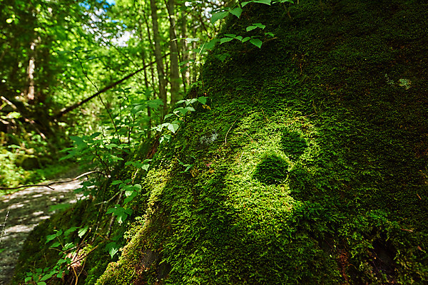 포토 JPG 주간 나무 자연 나뭇잎 그림자 이끼 풍경 사람없음 야외 숲속 숲 국내포토 자연요소 식물 잎 생태계 파일형식