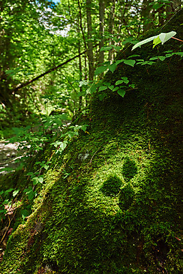 포토 JPG 주간 나무 자연 나뭇잎 그림자 이끼 풍경 사람없음 야외 숲속 숲 국내포토 자연요소 식물 잎 생태계 파일형식