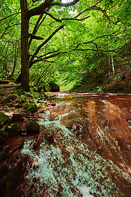 포토 JPG 주간 나무 자연 풍경 사람없음 야외 계곡 바위 숲 물흐름 국내포토 자연요소 식물 흐름 돌_바위 생태계 파일형식