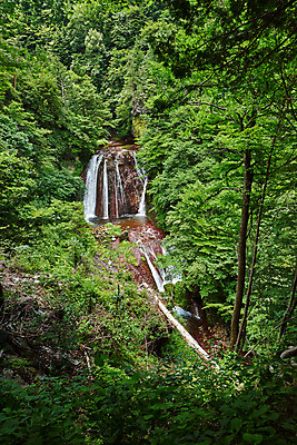 포토 JPG 주간 나무 자연 풍경 사람없음 야외 계곡 폭포 숲속 숲 물흐름 국내포토 자연요소 식물 흐름 생태계 파일형식