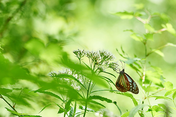 포토 JPG 주간 한마리 꽃 나비 자연 풍경 근접촬영 사람없음 야외 아웃포커스 국내포토 자연요소 식물 1 뷰포인트 곤충 촬영기법 생태계 파일형식