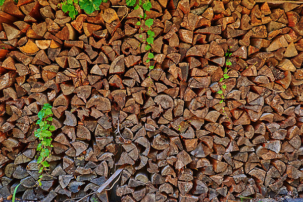 포토 JPG 주간 나무 백그라운드 자연 풍경 사람없음 야외 장작 적재 국내포토 자연요소 식물 생태계 파일형식