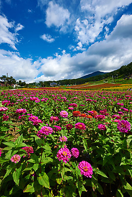 포토 JPG 주간 구름 꽃 분홍색 여러송이 꽃밭 자연 하늘 산 풍경 사람없음 야외 맑음 국내포토 자연요소 식물 컬러 다수 날씨 생태계 파일형식