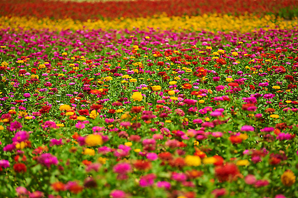 포토 JPG 주간 꽃 여러송이 백그라운드 꽃밭 자연 풍경 사람없음 야외 아웃포커스 빨간색 노란색 국내포토 자연요소 식물 컬러 다수 촬영기법 생태계 파일형식