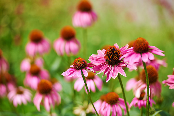 포토 JPG 주간 꽃 분홍색 여러송이 자연 풍경 사람없음 야외 아웃포커스 국내포토 자연요소 식물 컬러 다수 촬영기법 생태계 파일형식