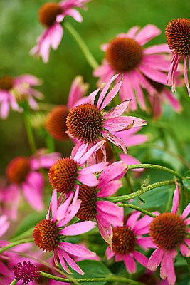 포토 JPG 주간 꽃 분홍색 여러송이 자연 풍경 사람없음 야외 아웃포커스 국내포토 자연요소 식물 컬러 다수 촬영기법 생태계 파일형식