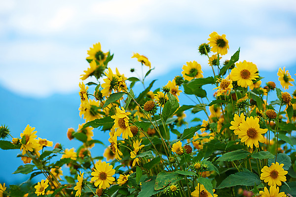 포토 JPG 주간 구름 꽃 여러송이 자연 하늘 풍경 사람없음 야외 아웃포커스 노란색 국내포토 자연요소 식물 컬러 다수 촬영기법 생태계 파일형식