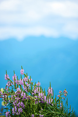 포토 JPG 주간 구름 꽃 여러송이 자연 하늘 풍경 사람없음 야외 아웃포커스 국내포토 자연요소 식물 다수 촬영기법 생태계 파일형식
