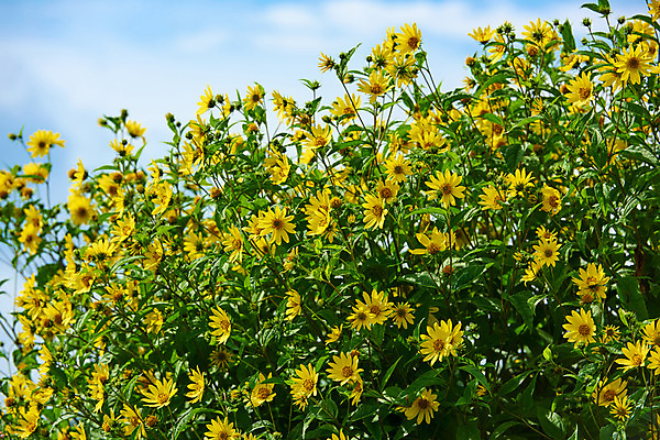 포토 JPG 주간 구름 꽃 여러송이 자연 하늘 풍경 사람없음 야외 노란색 국내포토 자연요소 식물 컬러 다수 생태계 파일형식