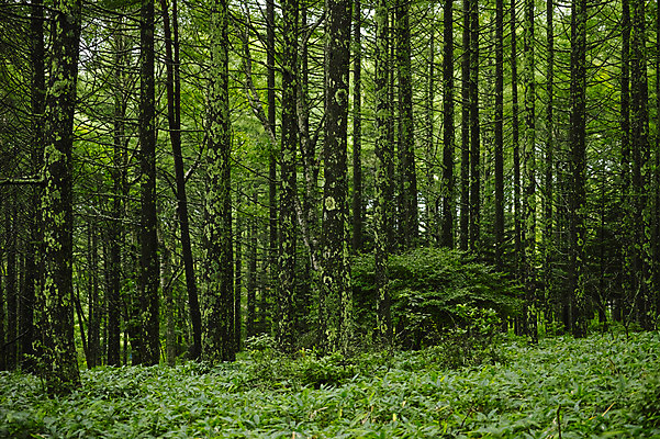 포토 JPG 주간 나무 자연 풍경 사람없음 야외 숲속 숲 국내포토 자연요소 식물 생태계 파일형식