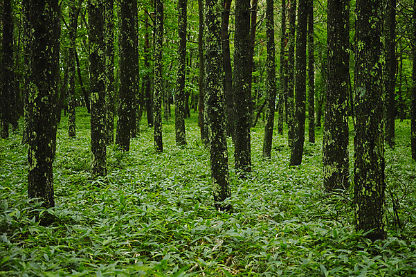 포토 JPG 주간 나무 자연 풍경 사람없음 야외 숲속 숲 국내포토 자연요소 식물 생태계 파일형식