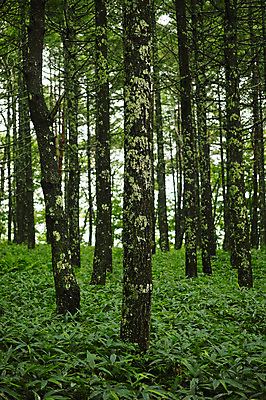 포토 JPG 주간 나무 자연 풍경 사람없음 야외 숲속 숲 국내포토 자연요소 식물 생태계 파일형식