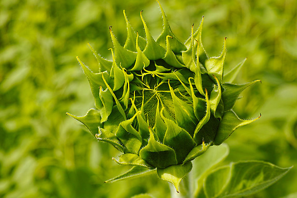 포토 JPG 주간 한송이 꽃백그라운드 자연 해바라기 근접촬영 사람없음 야외 아웃포커스 꽃봉오리 국내포토 자연요소 1 꽃 뷰포인트 백그라운드 촬영기법 생태계 송이 파일형식