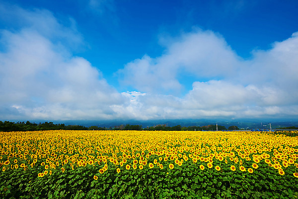 포토 JPG 주간 구름 여러송이 꽃밭 자연 하늘 해바라기 풍경 사람없음 야외 노란색 국내포토 자연요소 꽃 컬러 다수 생태계 파일형식