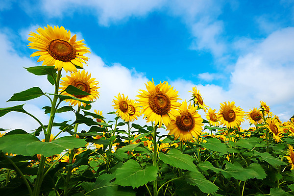 포토 JPG 주간 구름 여러송이 꽃밭 자연 하늘 해바라기 풍경 사람없음 야외 노란색 국내포토 자연요소 꽃 컬러 다수 생태계 파일형식
