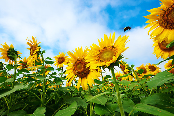 포토 JPG 주간 구름 한마리 여러송이 꽃밭 자연 하늘 해바라기 풍경 사람없음 야외 노란색 꿀벌 국내포토 자연요소 1 꽃 컬러 다수 벌_곤충 생태계 파일형식