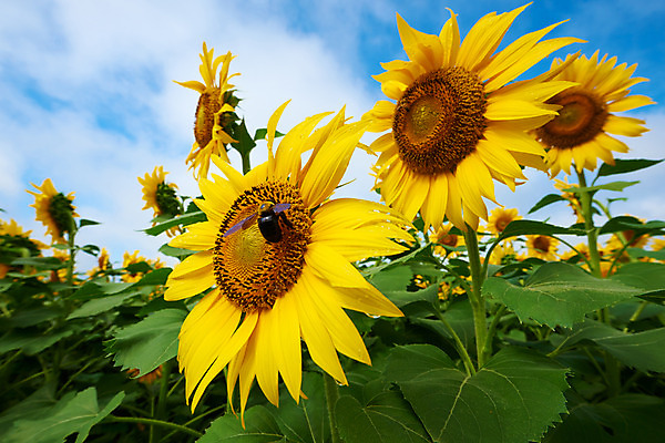 포토 JPG 주간 구름 한마리 여러송이 꽃밭 자연 하늘 해바라기 풍경 사람없음 야외 노란색 꿀벌 국내포토 자연요소 1 꽃 컬러 다수 벌_곤충 생태계 파일형식