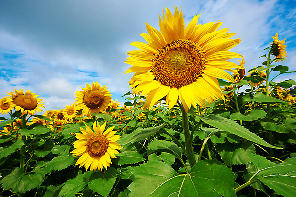 포토 JPG 주간 구름 여러송이 꽃밭 자연 하늘 해바라기 풍경 사람없음 야외 노란색 국내포토 자연요소 꽃 컬러 다수 생태계 파일형식