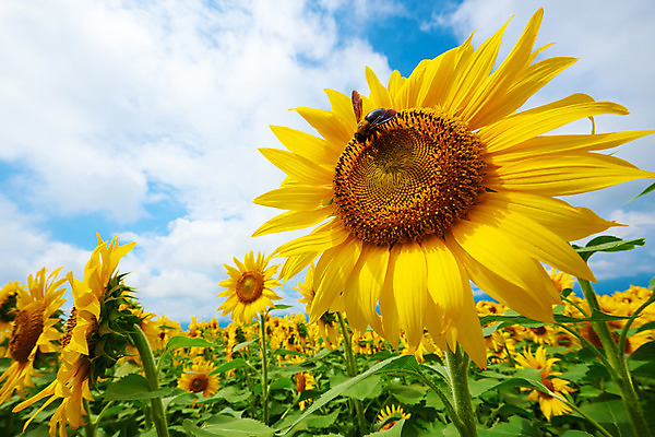 포토 JPG 주간 구름 한마리 여러송이 꽃밭 자연 하늘 해바라기 풍경 사람없음 야외 노란색 꿀벌 국내포토 자연요소 1 꽃 컬러 다수 벌_곤충 생태계 파일형식