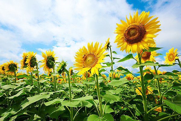 포토 JPG 주간 구름 여러송이 꽃밭 자연 하늘 해바라기 풍경 사람없음 야외 노란색 국내포토 자연요소 꽃 컬러 다수 생태계 파일형식