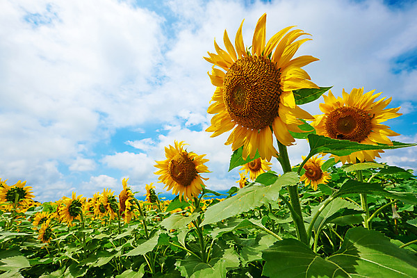 포토 JPG 주간 구름 여러송이 꽃밭 자연 하늘 해바라기 풍경 사람없음 야외 노란색 국내포토 자연요소 꽃 컬러 다수 생태계 파일형식