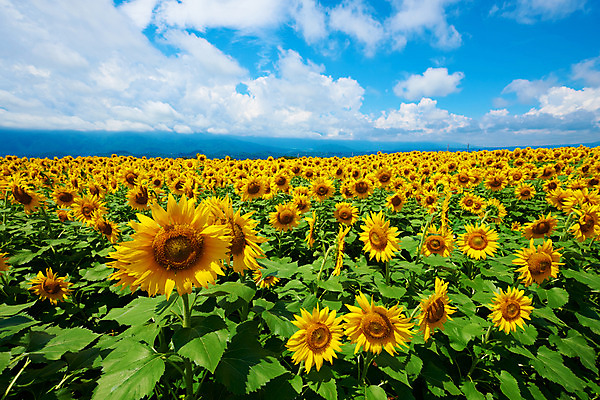 포토 JPG 주간 구름 여러송이 꽃밭 꽃백그라운드 자연 하늘 해바라기 풍경 사람없음 야외 노란색 국내포토 자연요소 꽃 컬러 다수 백그라운드 생태계 파일형식