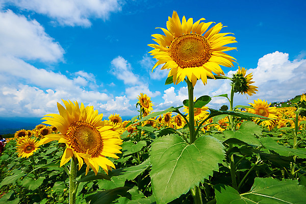 포토 JPG 주간 구름 여러송이 꽃밭 자연 하늘 해바라기 풍경 사람없음 야외 노란색 국내포토 자연요소 꽃 컬러 다수 생태계 파일형식