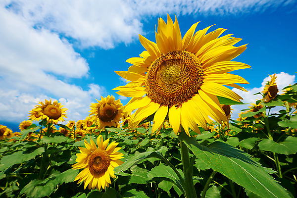 포토 JPG 주간 구름 여러송이 꽃밭 자연 하늘 해바라기 풍경 사람없음 야외 노란색 국내포토 자연요소 꽃 컬러 다수 생태계 파일형식