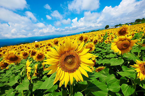 포토 JPG 주간 구름 여러송이 꽃밭 자연 하늘 해바라기 풍경 사람없음 야외 노란색 국내포토 자연요소 꽃 컬러 다수 생태계 파일형식