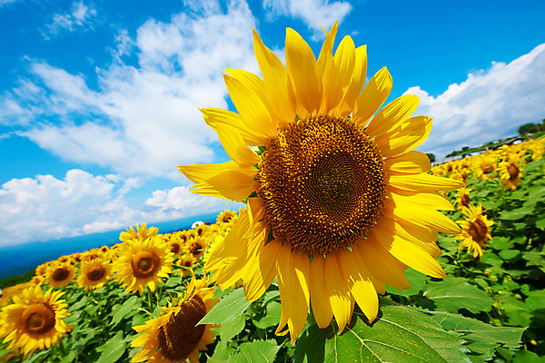 포토 JPG 주간 구름 여러송이 꽃밭 자연 하늘 해바라기 풍경 사람없음 야외 노란색 국내포토 자연요소 꽃 컬러 다수 생태계 파일형식
