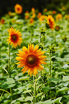 포토 JPG 주간 꽃 여러송이 꽃밭 자연 해바라기 풍경 사람없음 야외 아웃포커스 노란색 국내포토 자연요소 식물 컬러 다수 촬영기법 생태계 파일형식