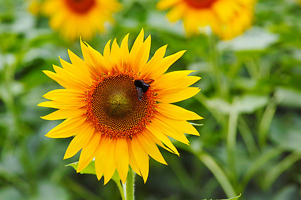 포토 JPG 주간 한마리 꽃 곤충 한송이 꽃백그라운드 자연 해바라기 풍경 사람없음 야외 아웃포커스 노란색 꿀벌 국내포토 자연요소 식물 동물 1 컬러 백그라운드 촬영기법 벌_곤충 생태계 송이 파일형식