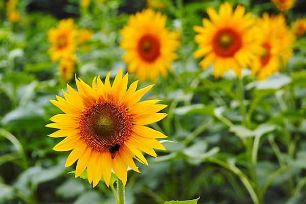 포토 JPG 주간 한마리 꽃 여러송이 꽃밭 꽃백그라운드 자연 해바라기 풍경 사람없음 야외 아웃포커스 노란색 꿀벌 국내포토 자연요소 식물 1 컬러 다수 백그라운드 촬영기법 벌_곤충 생태계 파일형식