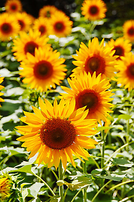 포토 JPG 주간 꽃 여러송이 꽃밭 꽃백그라운드 자연 해바라기 풍경 사람없음 야외 아웃포커스 노란색 국내포토 자연요소 식물 컬러 다수 백그라운드 촬영기법 생태계 파일형식