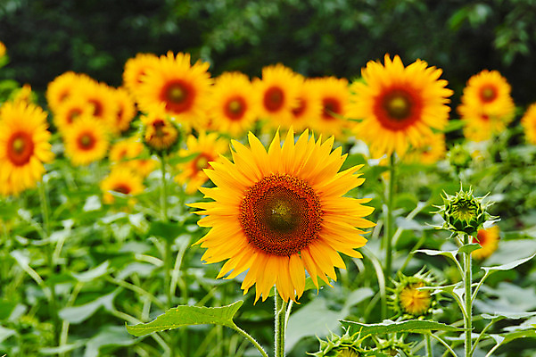 포토 JPG 주간 꽃 여러송이 꽃밭 꽃백그라운드 자연 해바라기 풍경 사람없음 야외 아웃포커스 노란색 국내포토 자연요소 식물 컬러 다수 백그라운드 촬영기법 생태계 파일형식