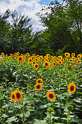 포토 JPG 주간 나무 구름 여러송이 꽃밭 자연 하늘 해바라기 풍경 사람없음 야외 노란색 국내포토 자연요소 식물 꽃 컬러 다수 생태계 파일형식