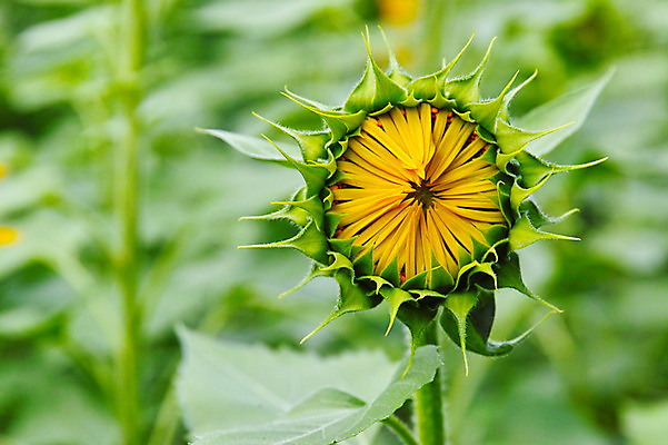 포토 JPG 주간 꽃 한송이 꽃백그라운드 자연 해바라기 풍경 사람없음 야외 아웃포커스 노란색 꽃봉오리 국내포토 자연요소 식물 1 컬러 백그라운드 촬영기법 생태계 송이 파일형식