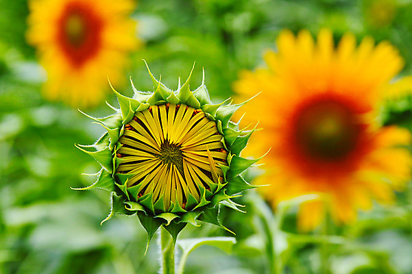 포토 JPG 주간 꽃 꽃백그라운드 자연 해바라기 풍경 사람없음 야외 아웃포커스 노란색 꽃봉오리 국내포토 자연요소 식물 컬러 백그라운드 촬영기법 생태계 파일형식