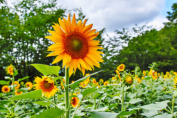 포토 JPG 주간 구름 여러송이 꽃밭 자연 하늘 해바라기 풍경 사람없음 야외 아웃포커스 노란색 국내포토 자연요소 꽃 컬러 다수 촬영기법 생태계 파일형식