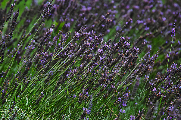 포토 JPG 주간 여러송이 백그라운드 꽃밭 자연 풍경 사람없음 야외 아웃포커스 국내포토 자연요소 꽃 다수 촬영기법 생태계 파일형식