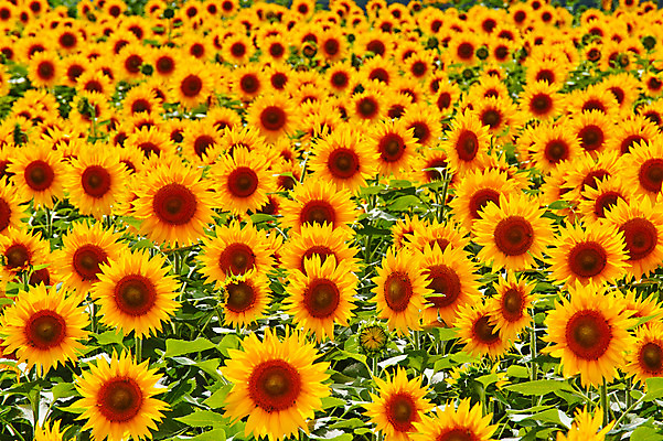 포토 JPG 주간 꽃 여러송이 백그라운드 꽃밭 자연 해바라기 풍경 사람없음 야외 노란색 국내포토 자연요소 식물 컬러 다수 생태계 파일형식