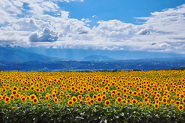 포토 JPG 주간 구름 여러송이 꽃밭 자연 하늘 해바라기 산 풍경 사람없음 야외 노란색 국내포토 자연요소 꽃 컬러 다수 생태계 파일형식