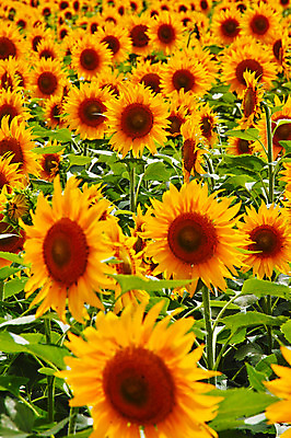 포토 JPG 주간 꽃 여러송이 꽃밭 자연 해바라기 풍경 사람없음 야외 노란색 국내포토 자연요소 식물 컬러 다수 생태계 파일형식