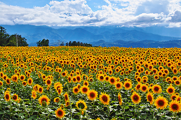 포토 JPG 주간 구름 여러송이 꽃밭 자연 하늘 해바라기 산 풍경 사람없음 야외 노란색 국내포토 자연요소 꽃 컬러 다수 생태계 파일형식
