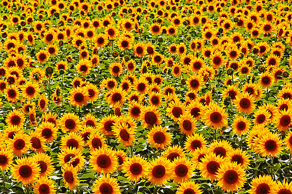 포토 JPG 주간 꽃 여러송이 백그라운드 꽃밭 자연 해바라기 풍경 사람없음 야외 노란색 국내포토 자연요소 식물 컬러 다수 생태계 파일형식