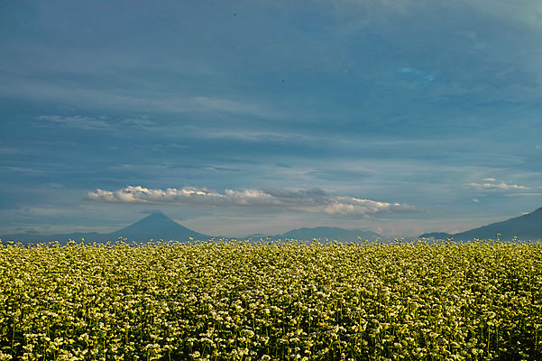 포토 JPG 주간 구름 꽃밭 자연 하늘 산 풍경 사람없음 야외 국내포토 자연요소 꽃 생태계 파일형식