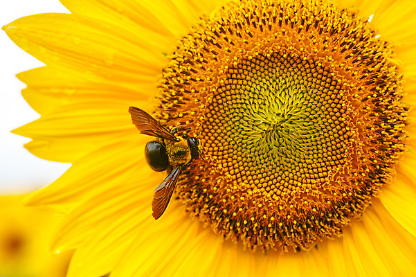 포토 JPG 주간 꽃 한송이 꽃백그라운드 자연 해바라기 근접촬영 사람없음 야외 노란색 꿀벌 국내포토 자연요소 식물 1 뷰포인트 컬러 백그라운드 벌_곤충 생태계 송이 파일형식
